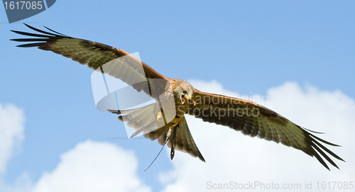 Image of A long-legged buzzard