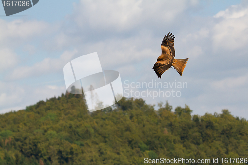 Image of A long-legged buzzard