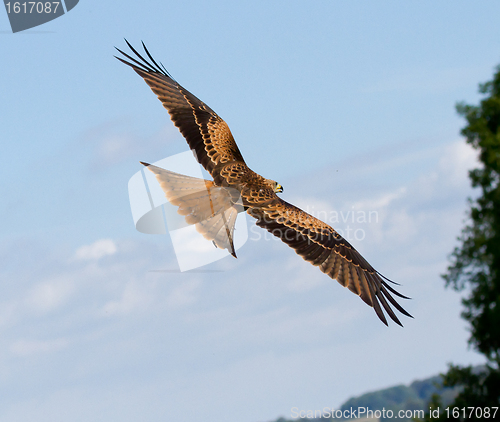 Image of A long-legged buzzard