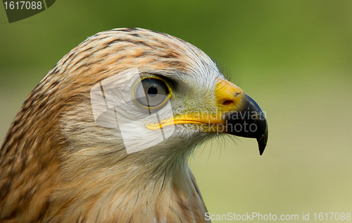 Image of A long-legged buzzard