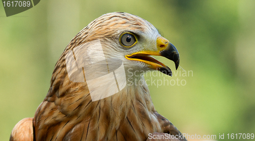 Image of A long-legged buzzard