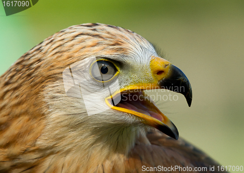 Image of A long-legged buzzard