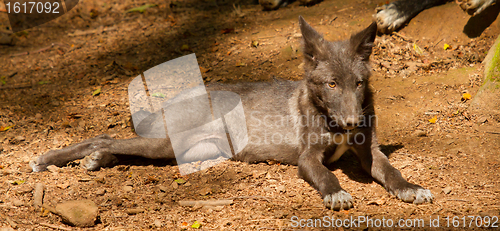 Image of A young wolf