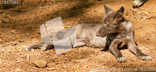 Image of A young wolf