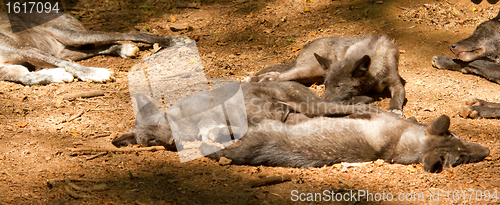 Image of A group of young wolves