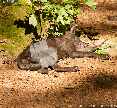 Image of A young wolf