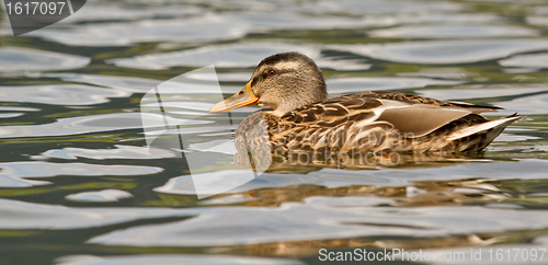 Image of A wild duck