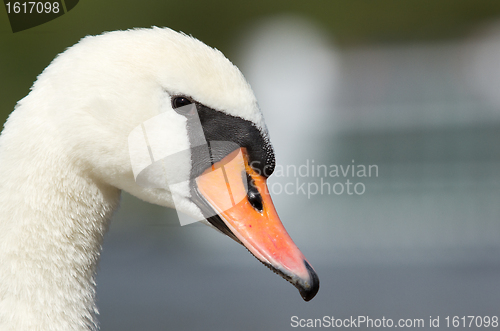 Image of A closeup of a swan