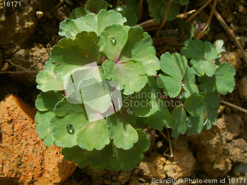 Image of leaves in full sun