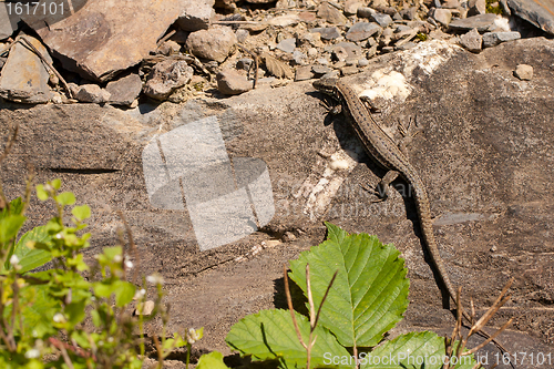 Image of A lizard on a rock