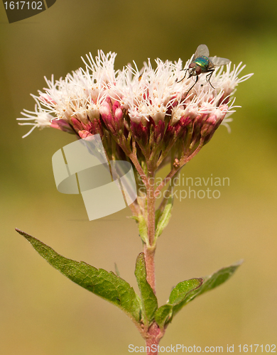 Image of A fly on a pink flower