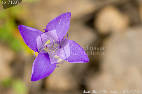 Image of A blooming flower 