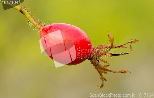 Image of Seed of Hibiscus