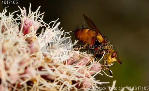 Image of A fly is sitting