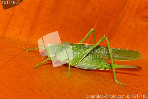 Image of A grasshopper
