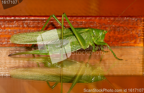 Image of A grasshopper