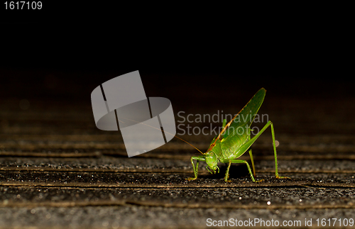 Image of A grasshopper