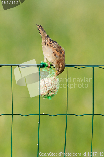 Image of A sparrow is eating