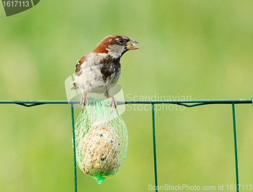Image of A sparrow is eating