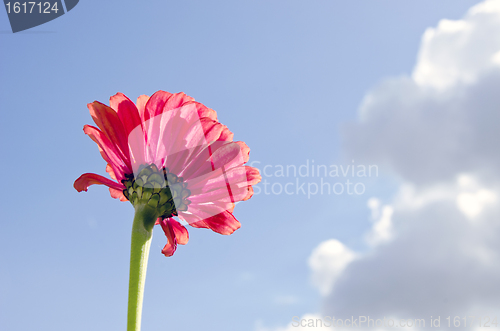 Image of Pink flower bloom closeup on background blue sky 