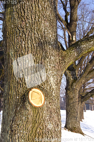 Image of linden alley in winter and cut tree branch wound 