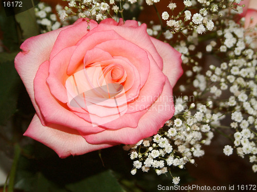 Image of tea rose and baby-breath