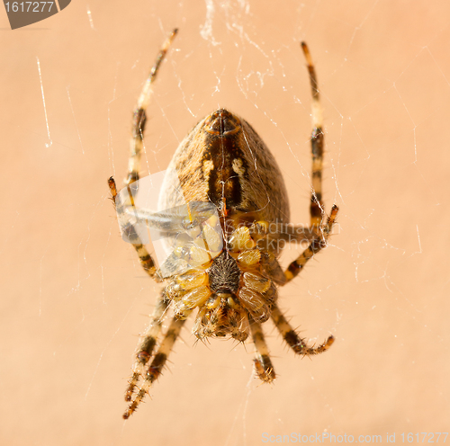 Image of A cross spider