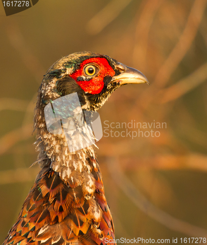 Image of A pheasant