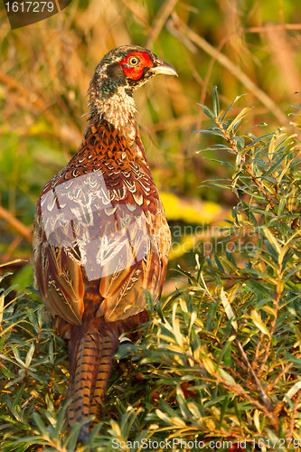 Image of A pheasant