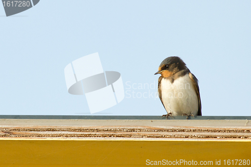Image of A young swallow