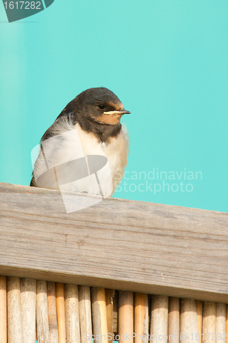 Image of A young swallow
