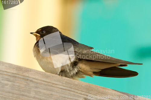 Image of A young swallow