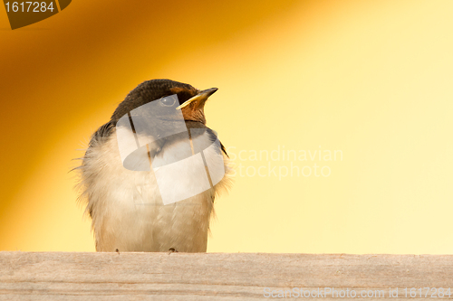 Image of A young swallow