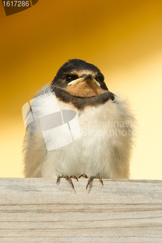 Image of A young swallow