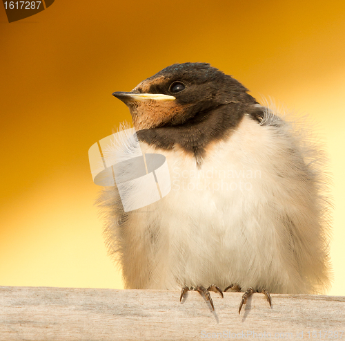 Image of A young swallow