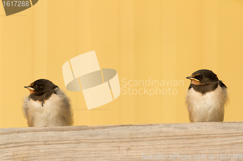 Image of Two young swallows