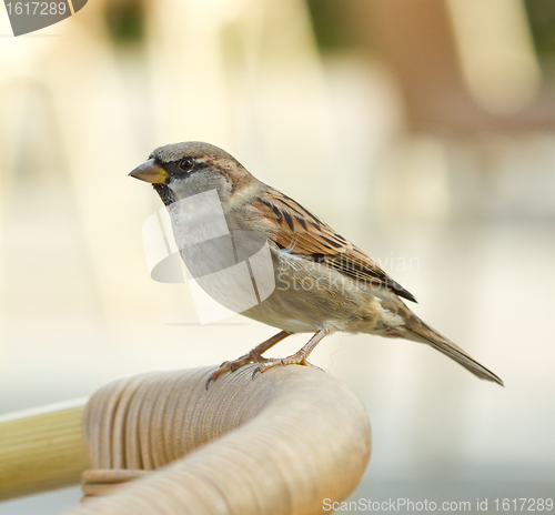 Image of Sparrow on a chair