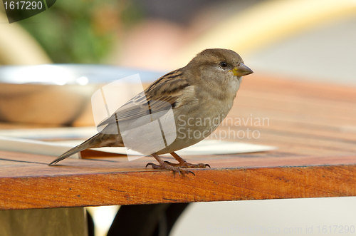 Image of Sparrow on a table