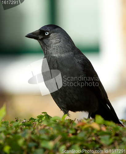 Image of Daw sitting in hedge