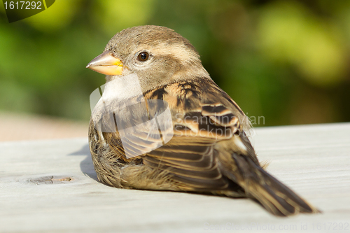 Image of Sparrow on a table