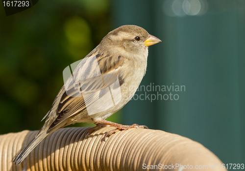 Image of Sparrow on a chair