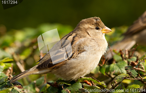 Image of Sparrow with tick