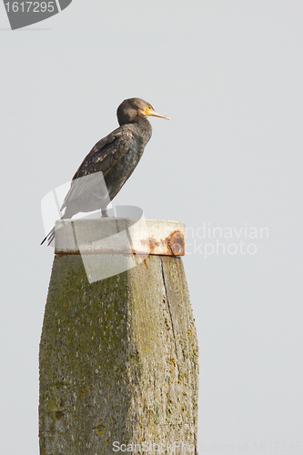 Image of Cormorant on a pole