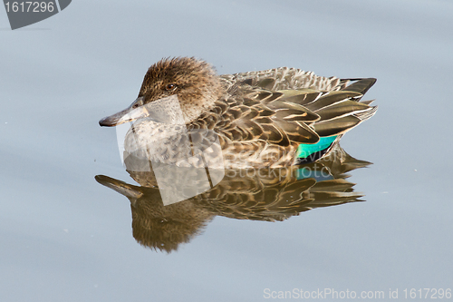 Image of A colorfull duck