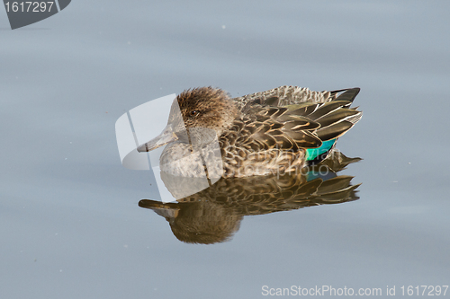 Image of A colorfull duck