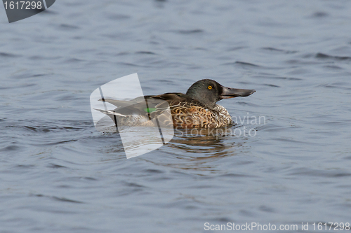 Image of A Northern Shoveler