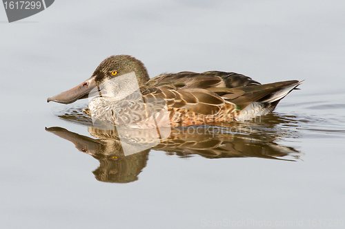 Image of A Northern Shoveler