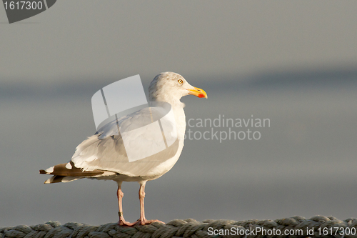 Image of Seagull on the watch