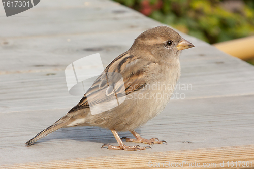 Image of Sparrow on a table
