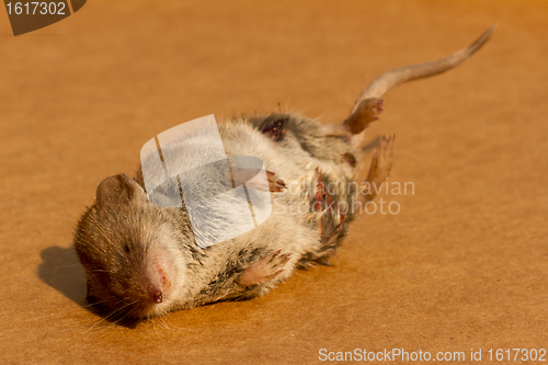 Image of A dead mouse